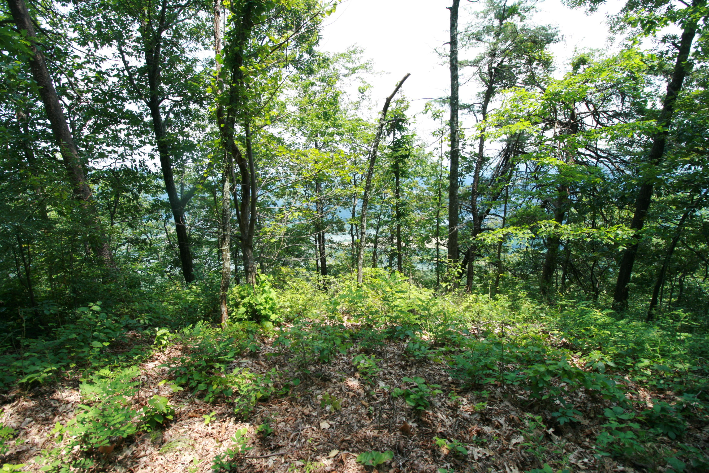 0 Cumberland Road, Unit 7 Chattanooga, TN 37419 - Photo 6 of 6 IMG_1315