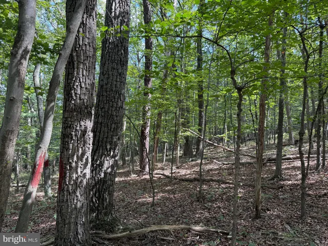 a view of a forest filled with trees