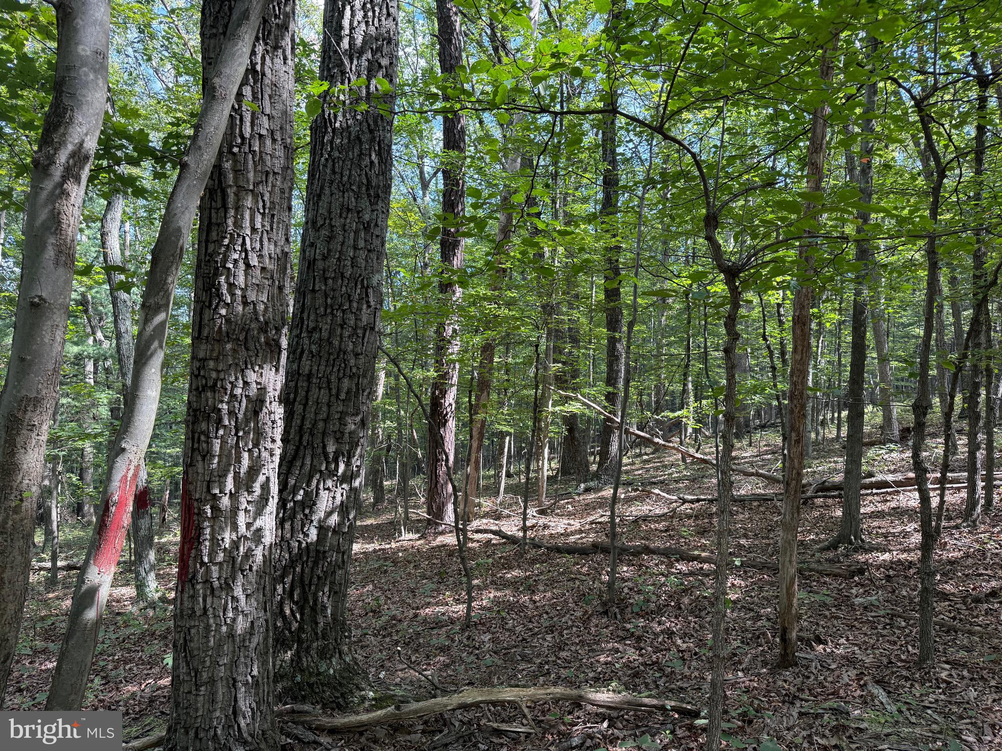 Cacapon Road Great Cacapon, WV 25422 - Photo 12 of 66 a view of forest