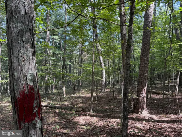 a view of outdoor space and trees