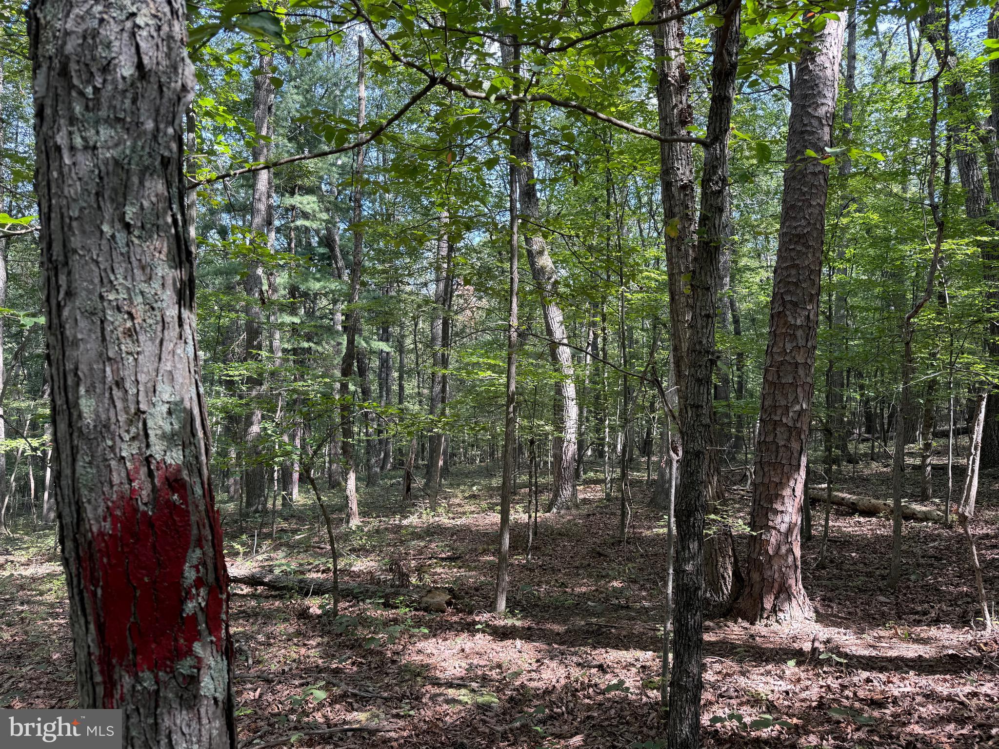 Cacapon Road Great Cacapon, WV 25422 - Photo 13 of 66 a view of a forest filled with trees