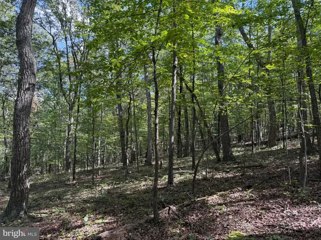 a view of a forest that has a tree