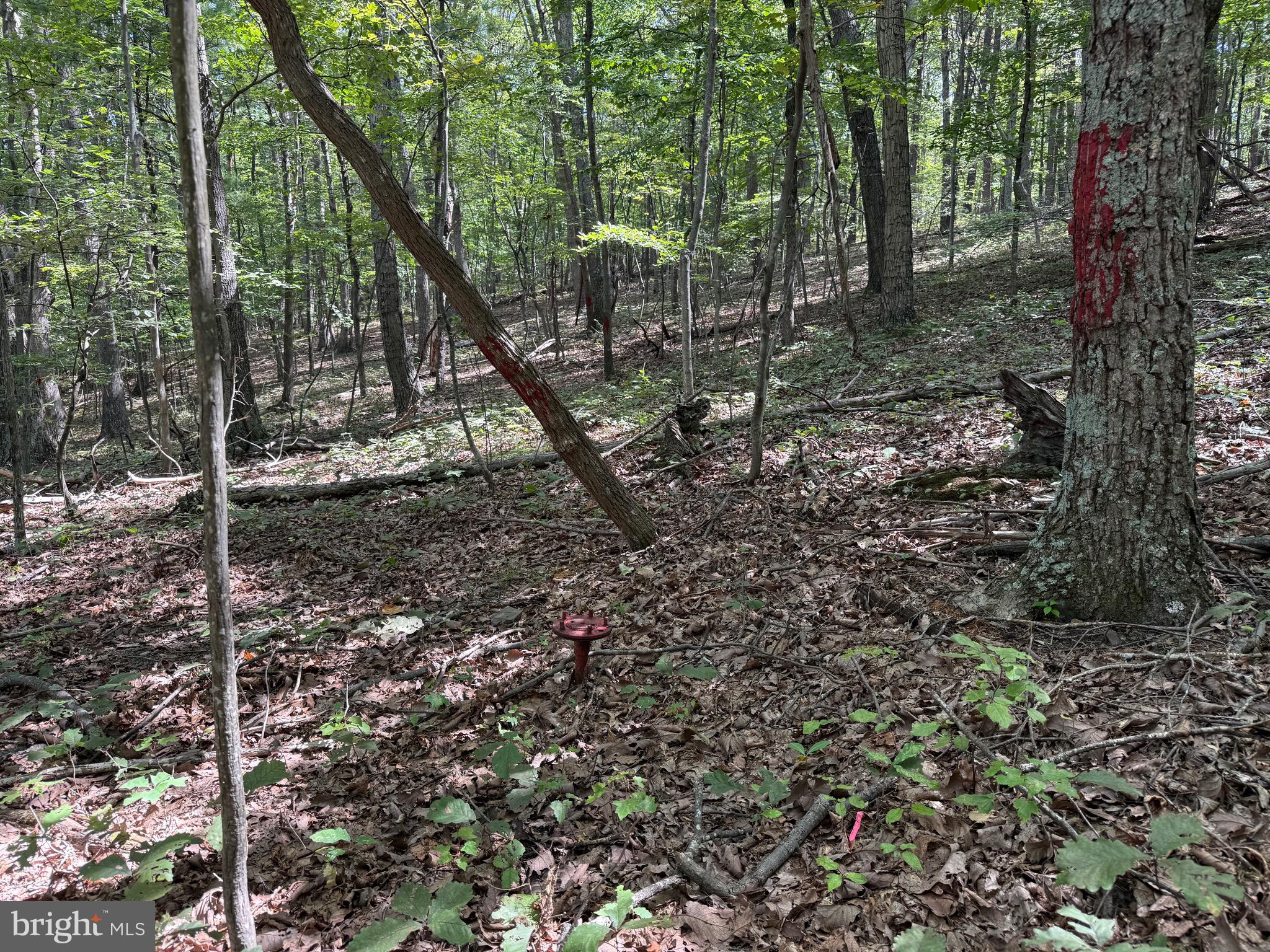 Cacapon Road Great Cacapon, WV 25422 - Photo 15 of 66 a view of a forest that has a tree