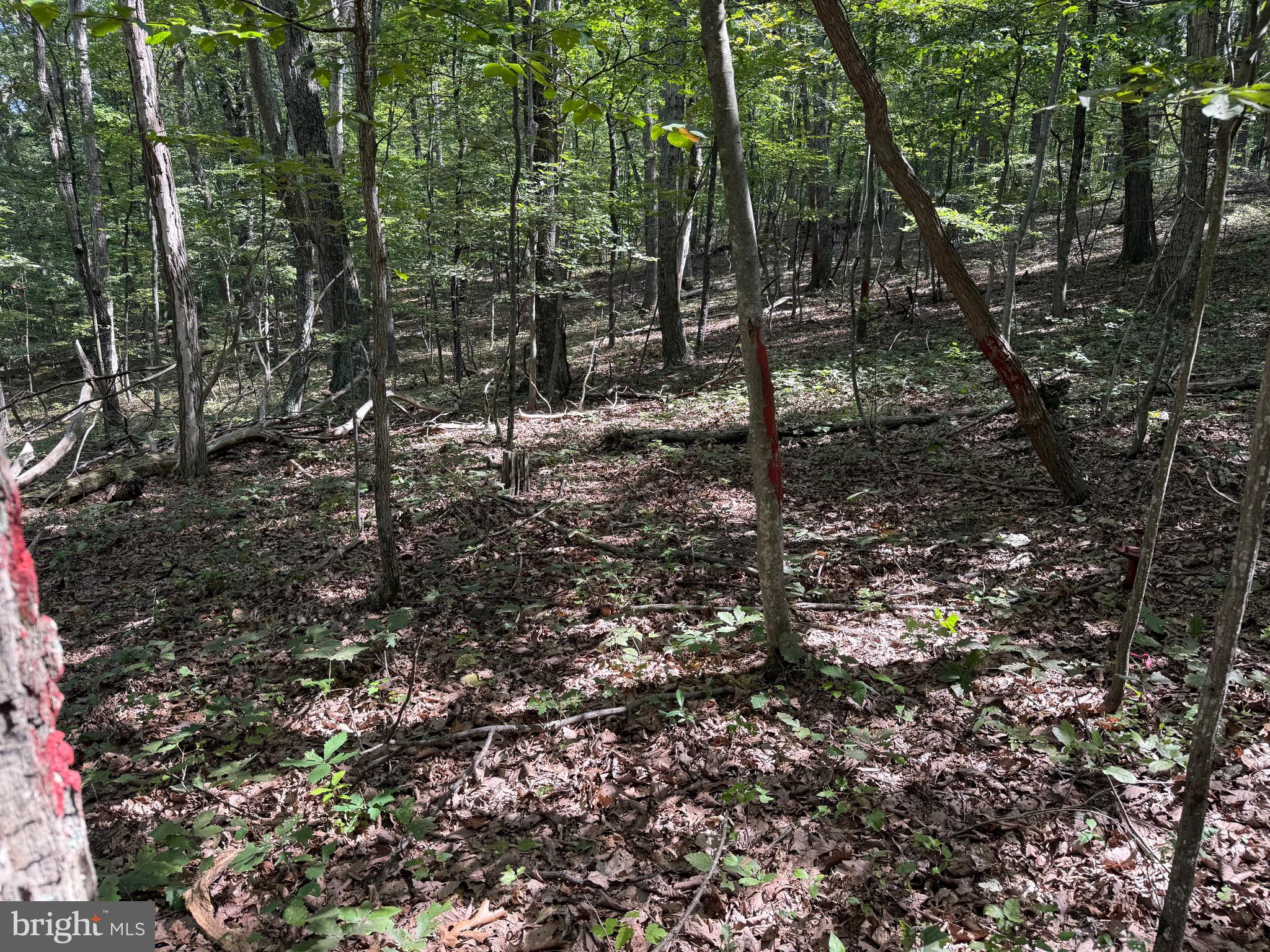 Cacapon Road Great Cacapon, WV 25422 - Photo 16 of 66 a view of a forest with trees