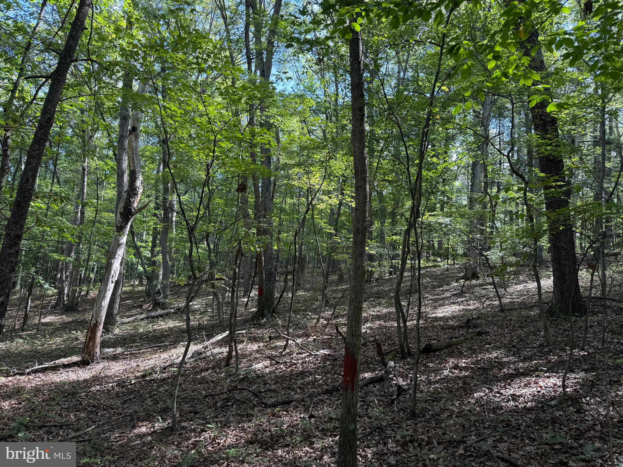 Cacapon Road Great Cacapon, WV 25422 - Photo 17 of 66 a view of a forest filled with trees