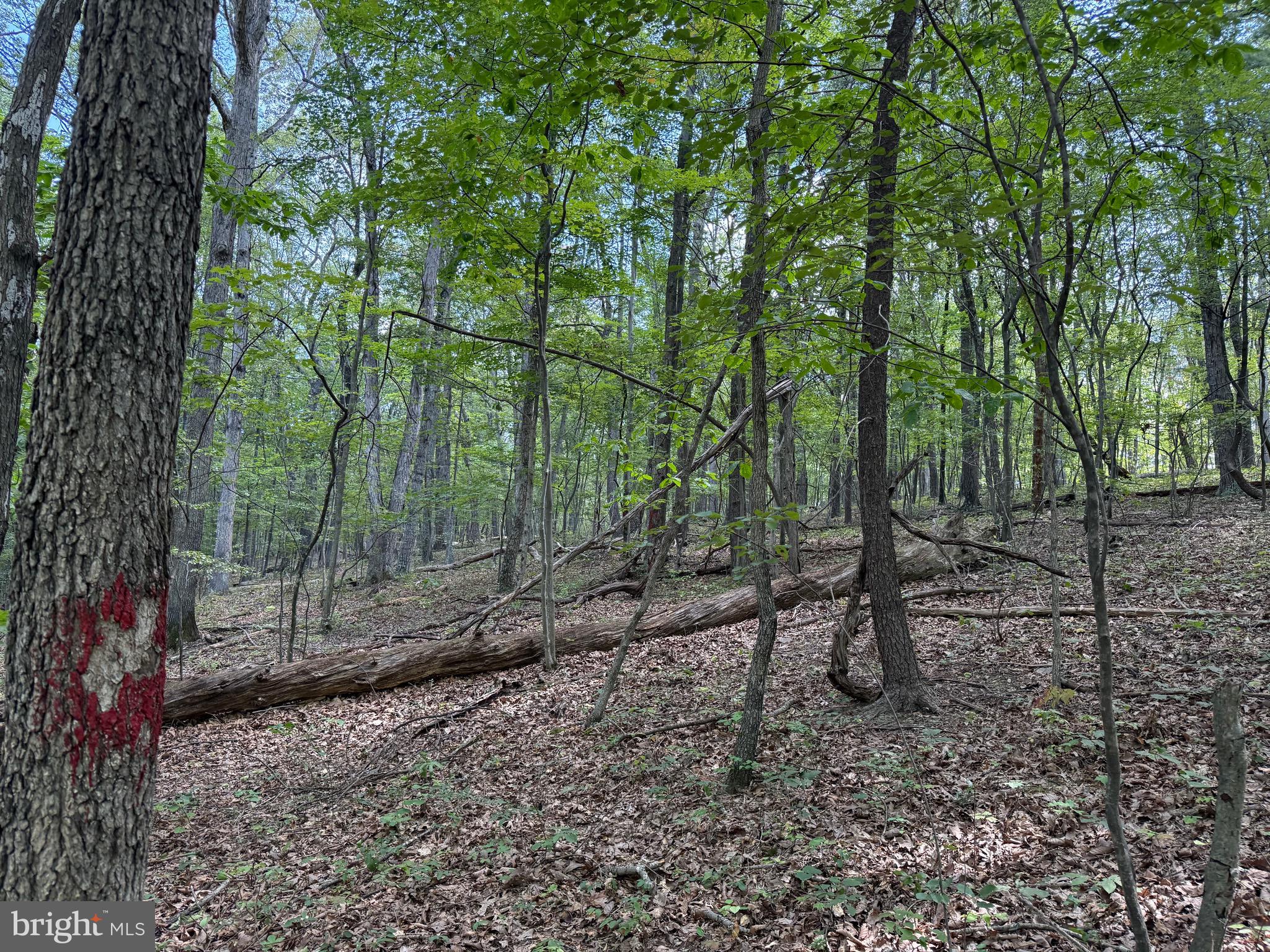 Cacapon Road Great Cacapon, WV 25422 - Photo 18 of 66 a view of a forest with trees in the background