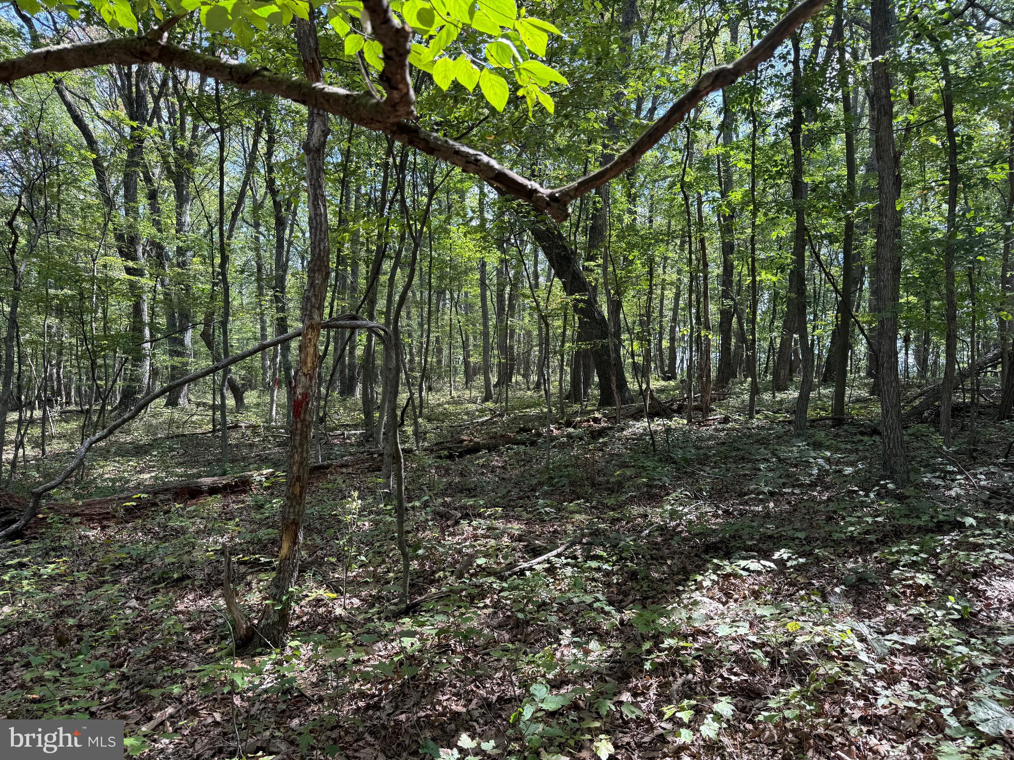 Cacapon Road Great Cacapon, WV 25422 - Photo 19 of 66 a view of outdoor space with deck and yard