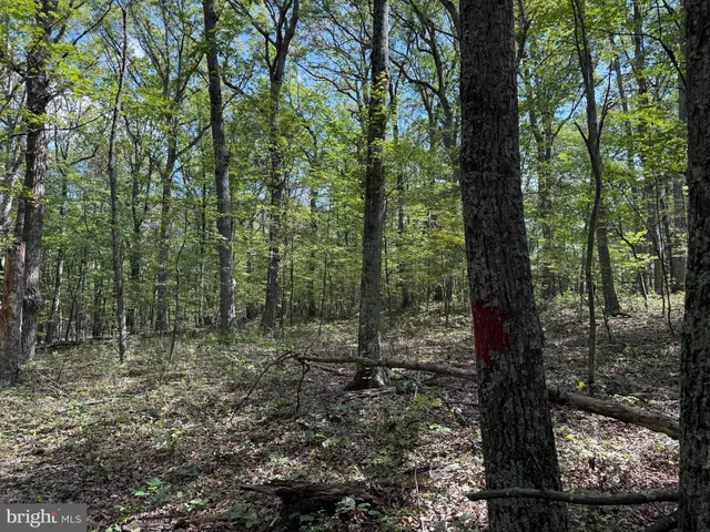 a view of a forest with trees in the background