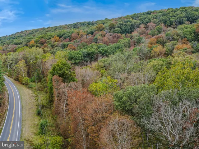 a view of a forest with a lake