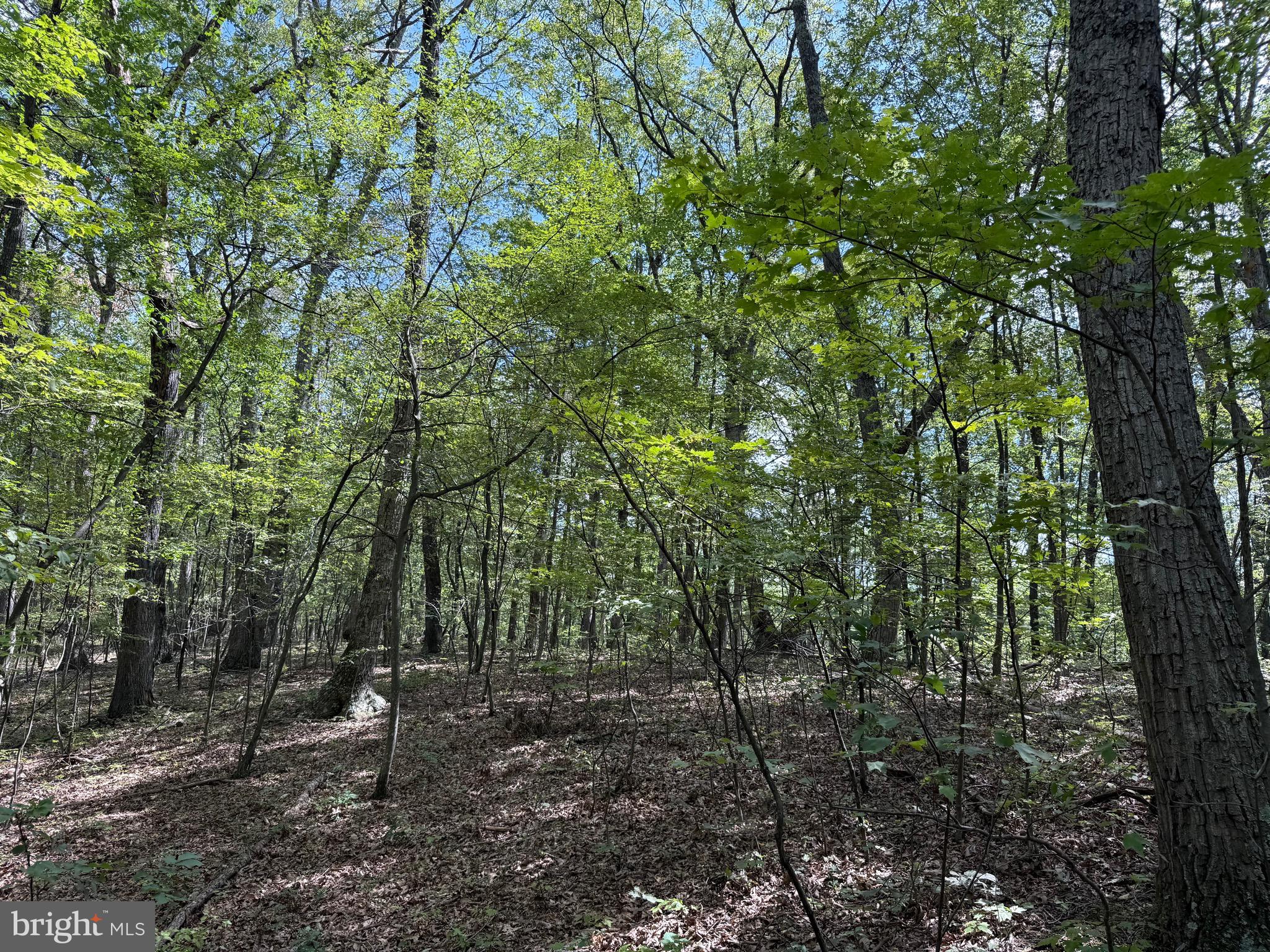 Cacapon Road Great Cacapon, WV 25422 - Photo 21 of 66 a view of a forest with trees in the background