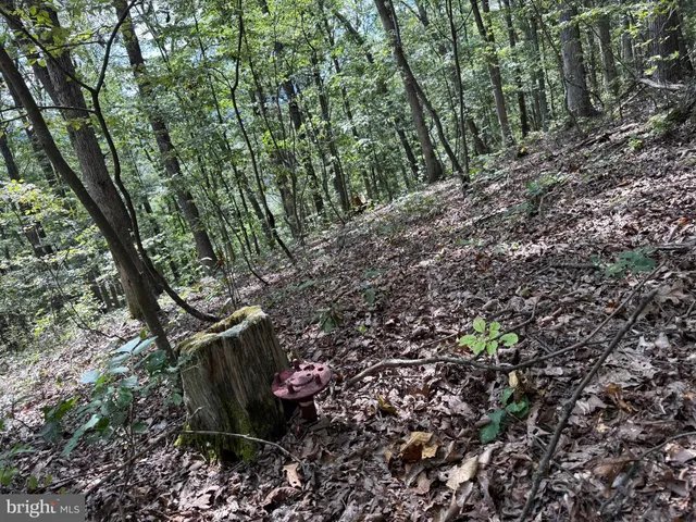 a view of outdoor space and green space