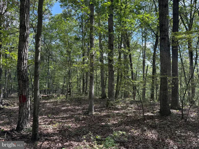 a view of a forest with trees