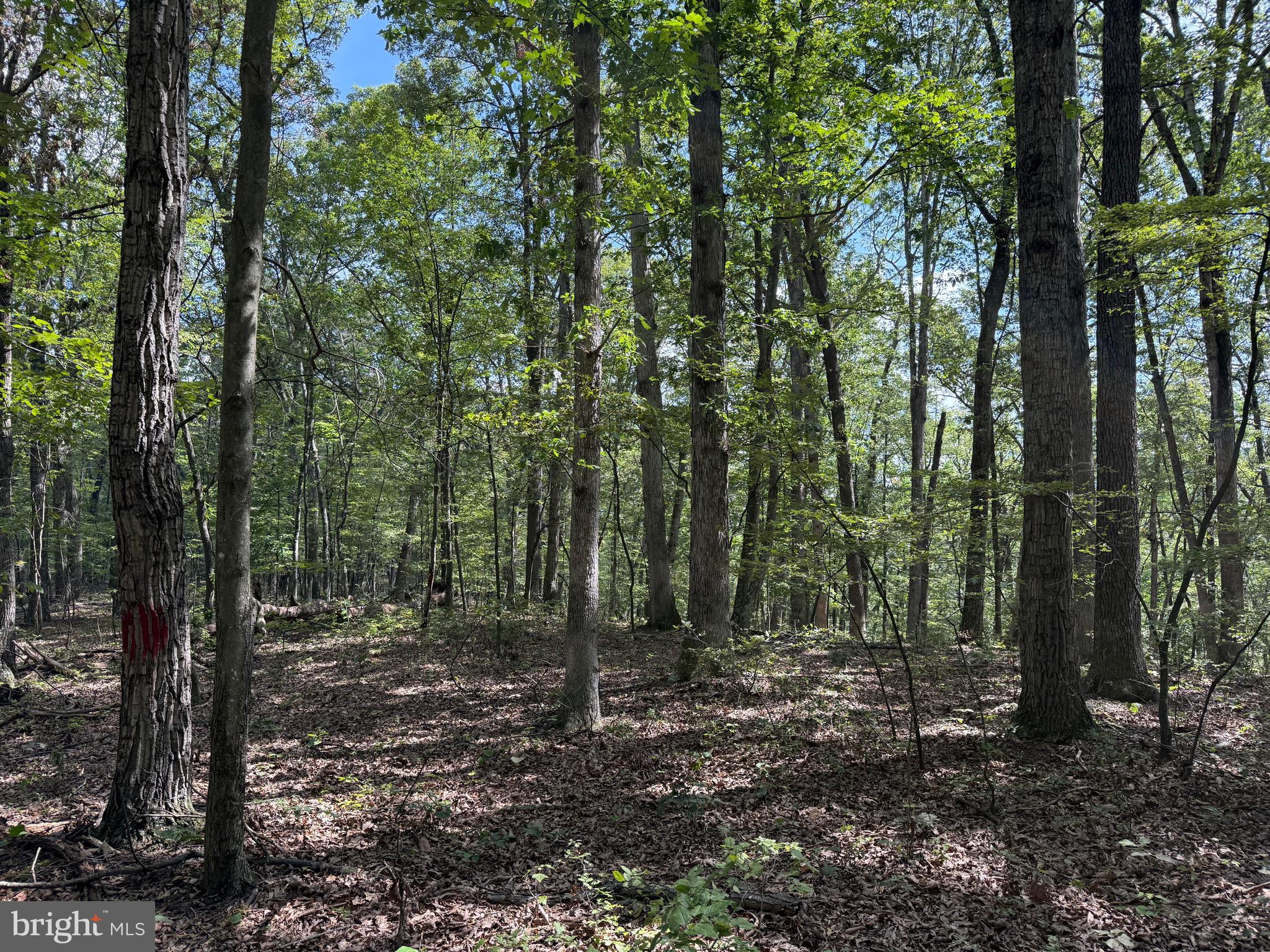 Cacapon Road Great Cacapon, WV 25422 - Photo 24 of 66 a view of outdoor space and green space