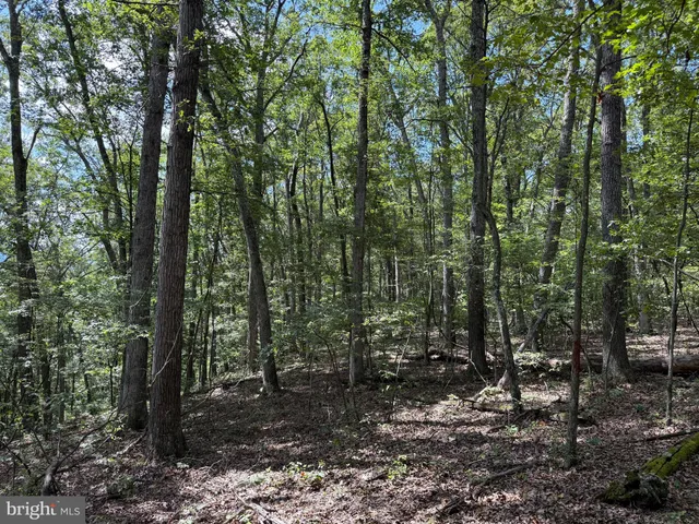 a big yard with lots of green space and trees
