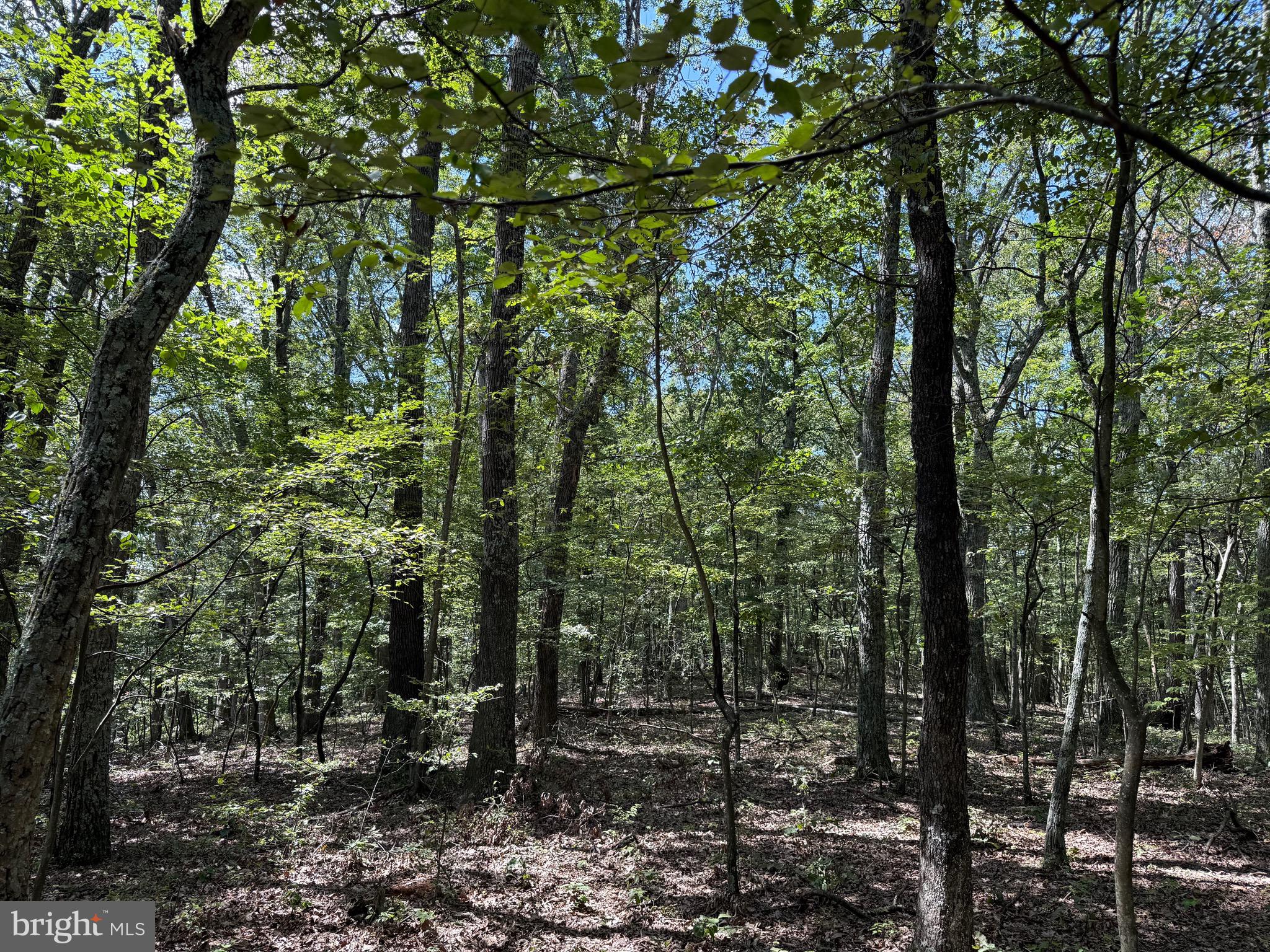 Cacapon Road Great Cacapon, WV 25422 - Photo 26 of 66 a view of a forest with trees