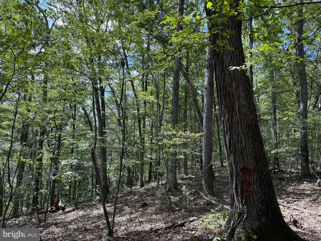 a view of outdoor space and trees
