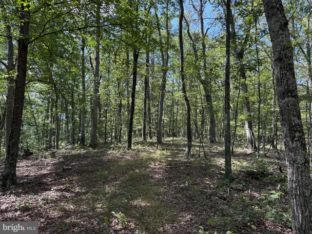 a view of a forest with trees