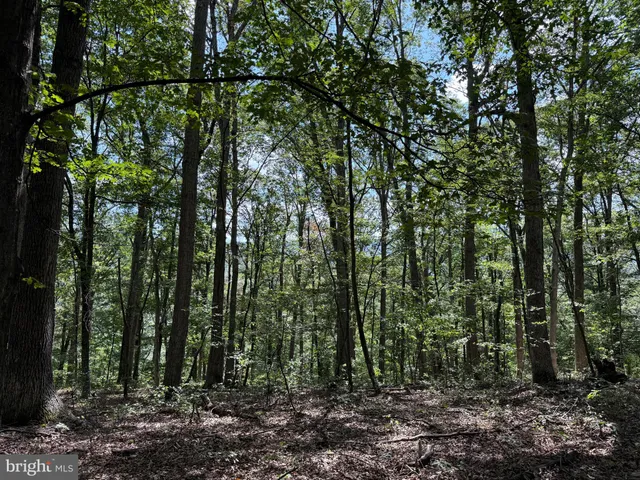 a view of a forest with trees in the background