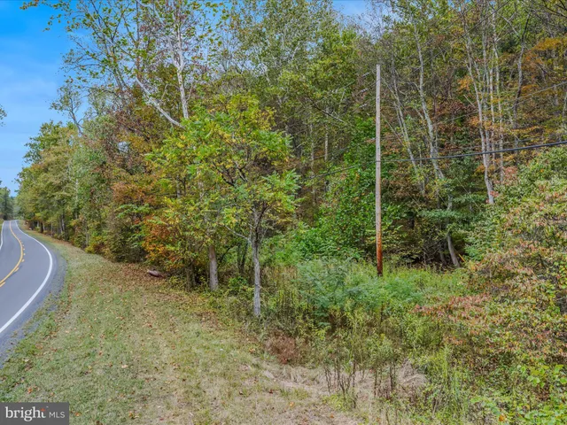 a view of a forest with a tree