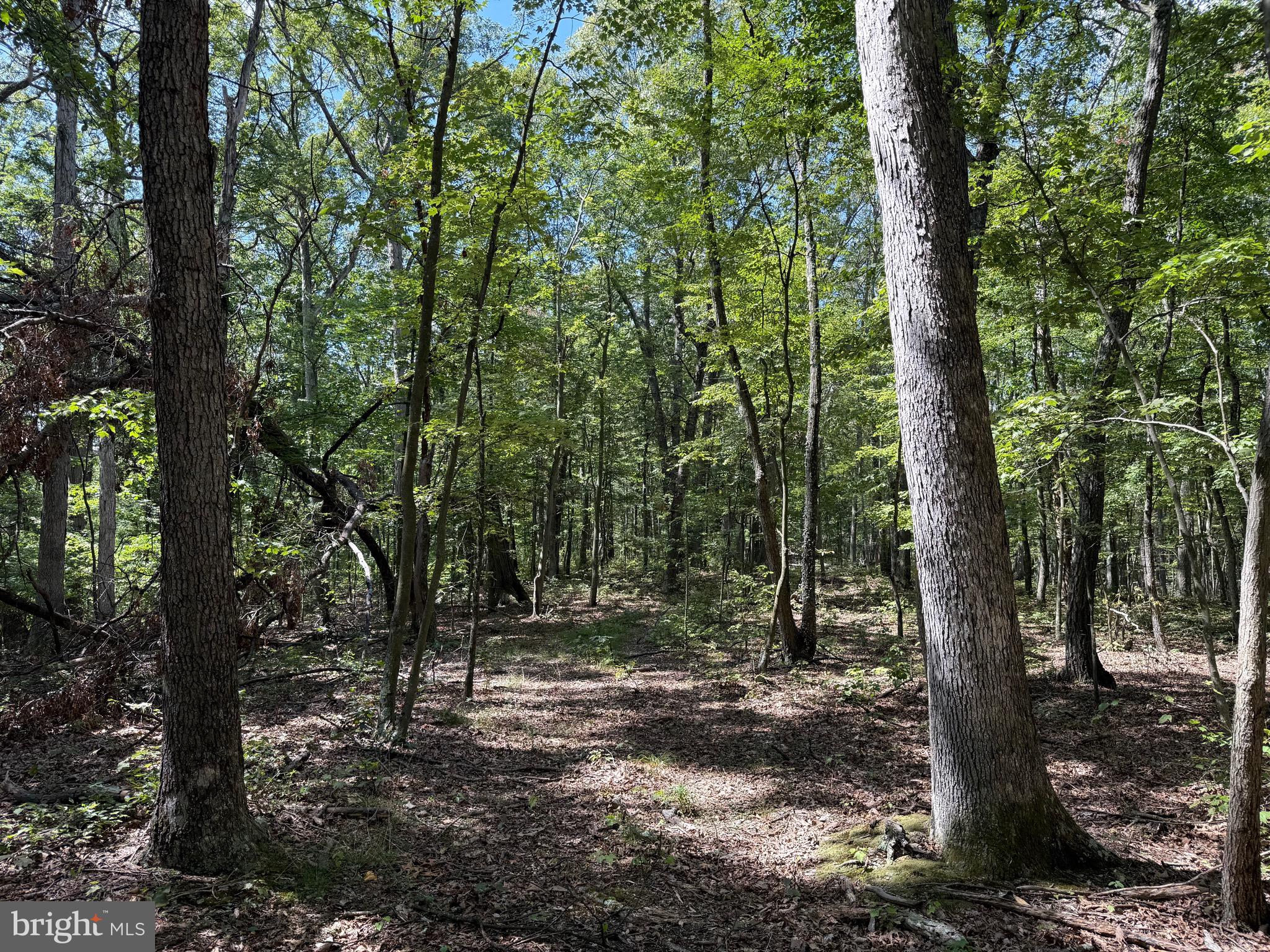 Cacapon Road Great Cacapon, WV 25422 - Photo 31 of 66 Setting