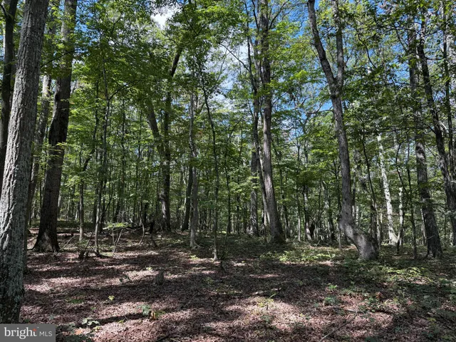 a view of a forest filled with trees