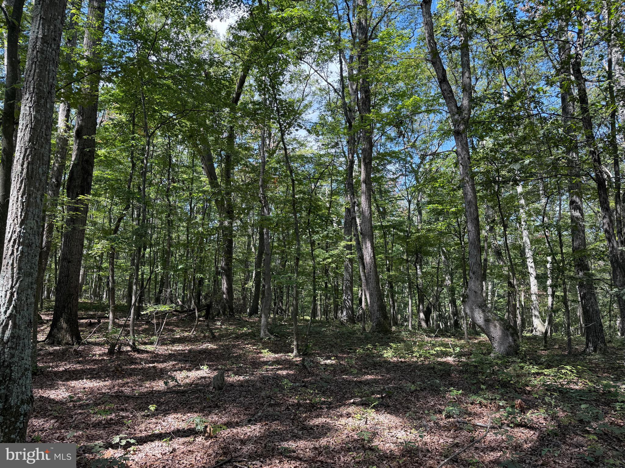 Cacapon Road Great Cacapon, WV 25422 - Photo 32 of 66 a view of outdoor space and trees