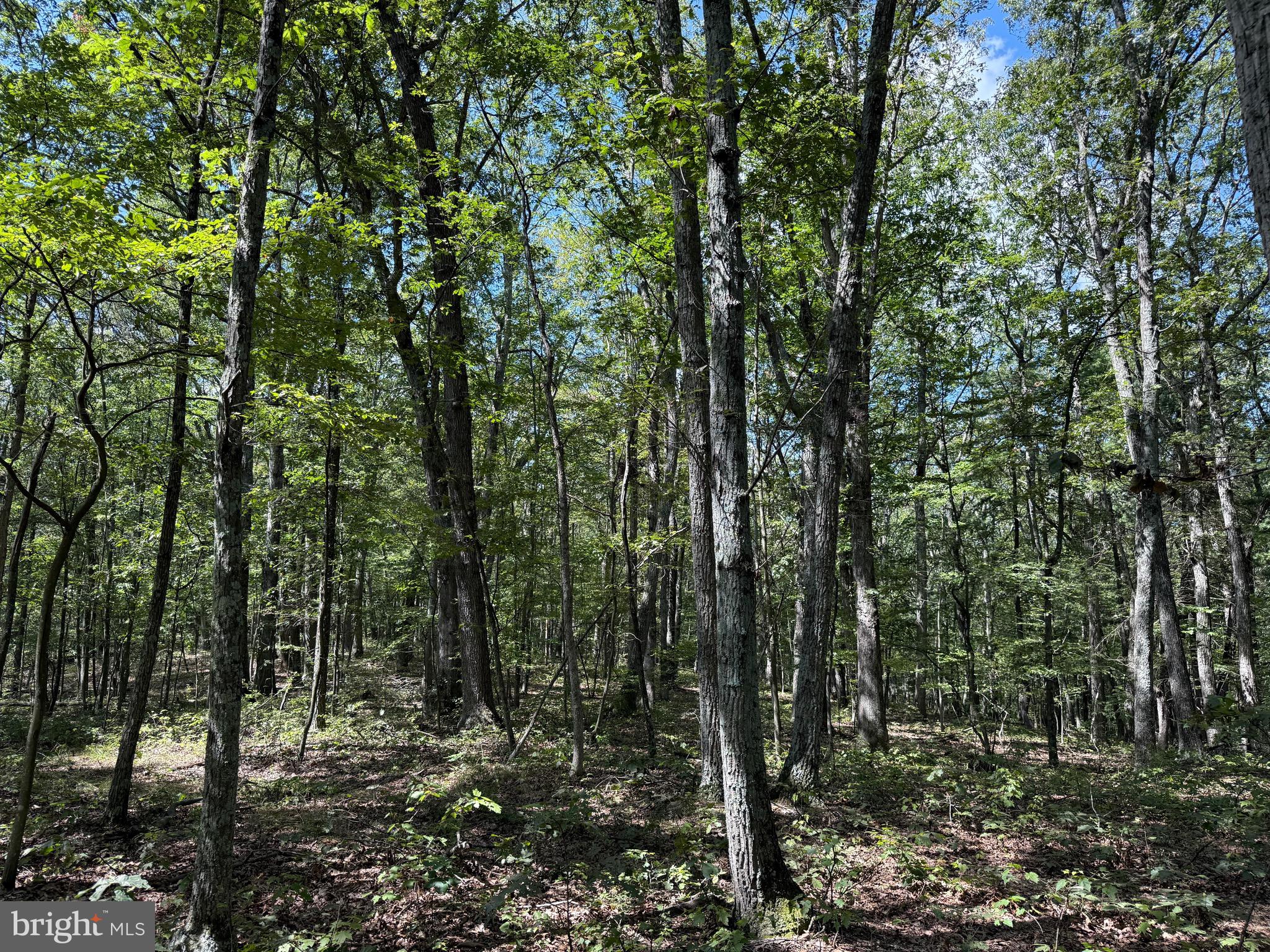 Cacapon Road Great Cacapon, WV 25422 - Photo 35 of 66 Setting