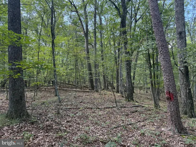 a view of a lush green forest with lush green forest