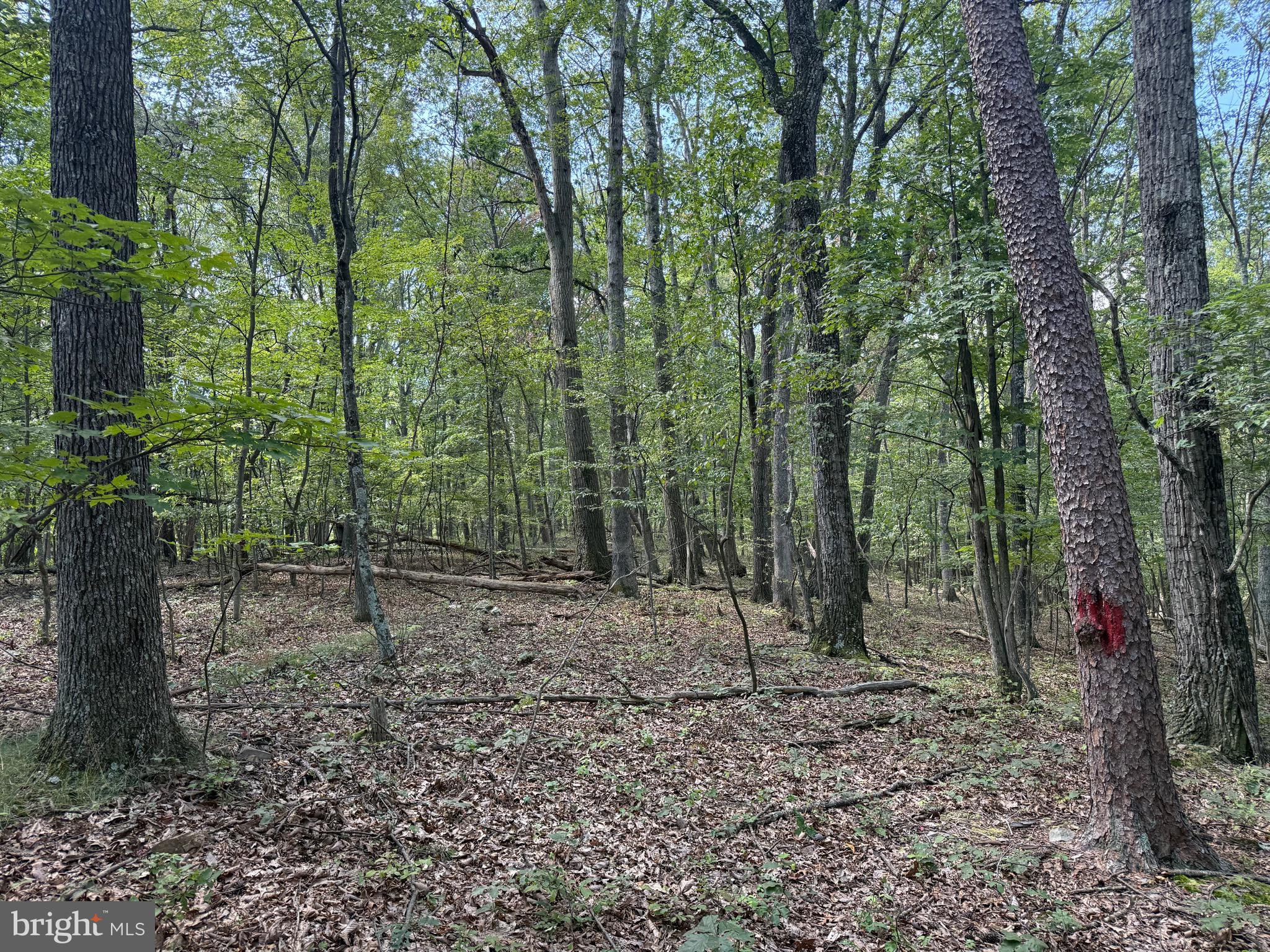 Cacapon Road Great Cacapon, WV 25422 - Photo 36 of 66 Setting