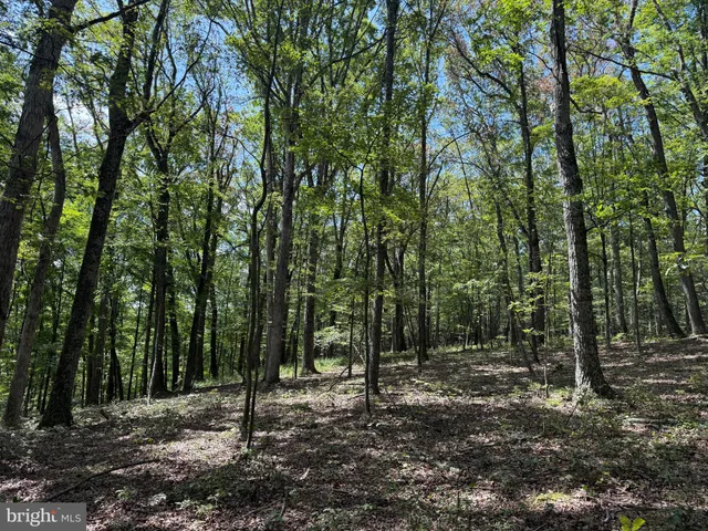 a view of a forest with a street