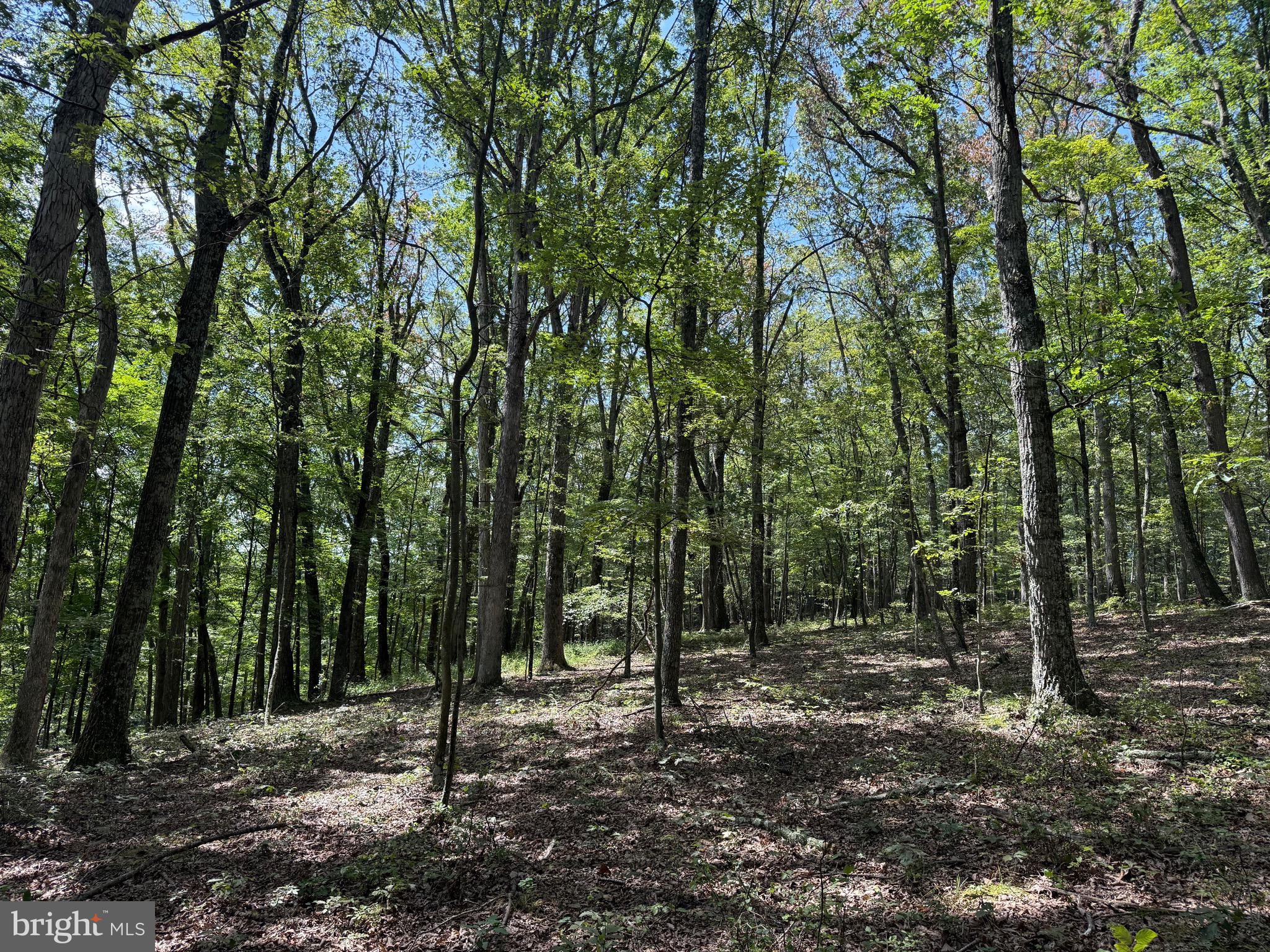 Cacapon Road Great Cacapon, WV 25422 - Photo 37 of 66 a view of a forest with trees in the background