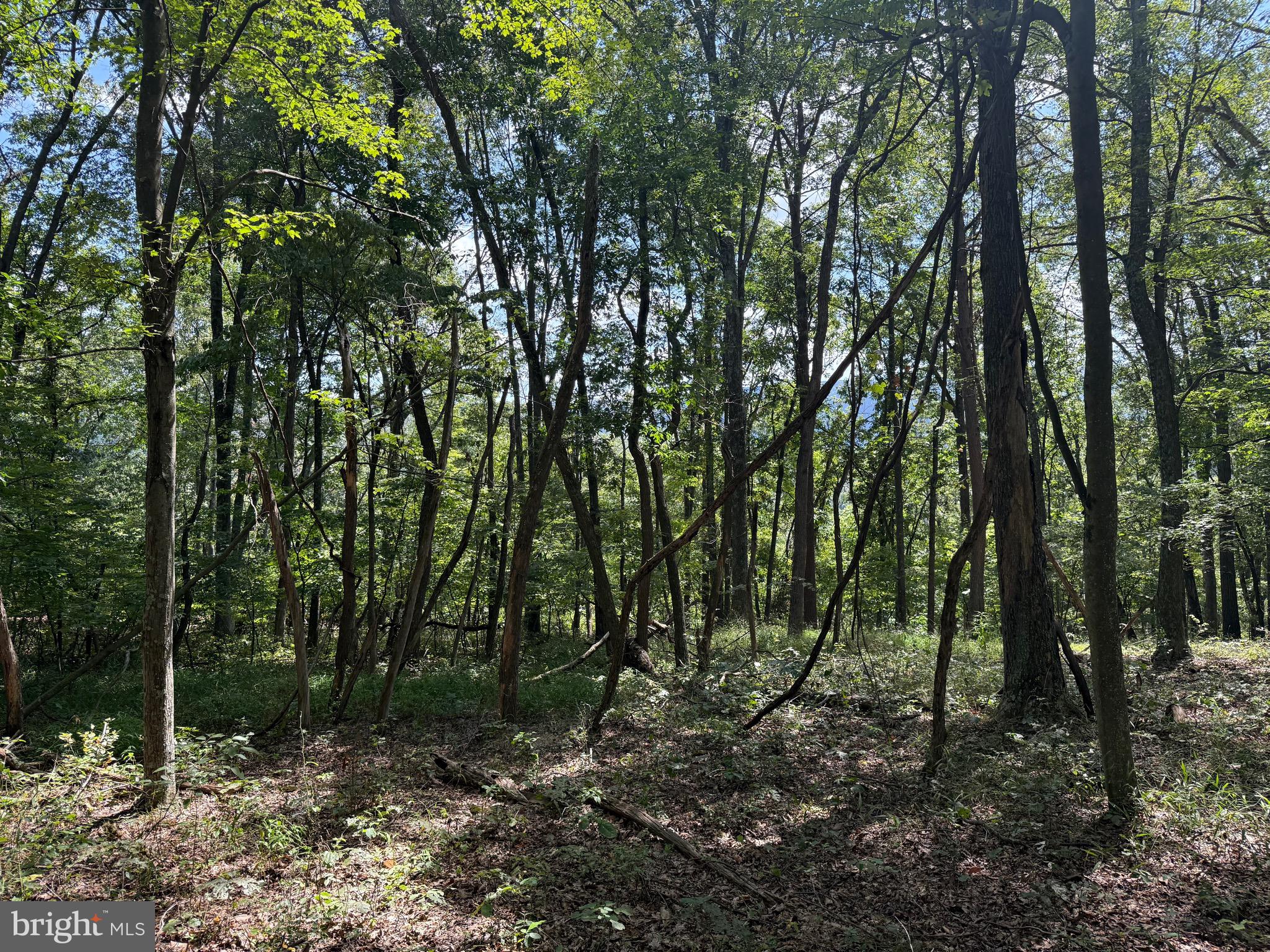 Cacapon Road Great Cacapon, WV 25422 - Photo 38 of 66 a view of outdoor space and green space