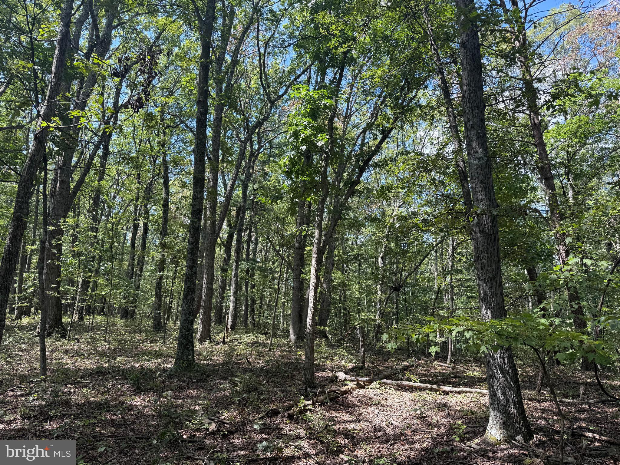 Cacapon Road Great Cacapon, WV 25422 - Photo 39 of 66 a view of a forest filled with trees