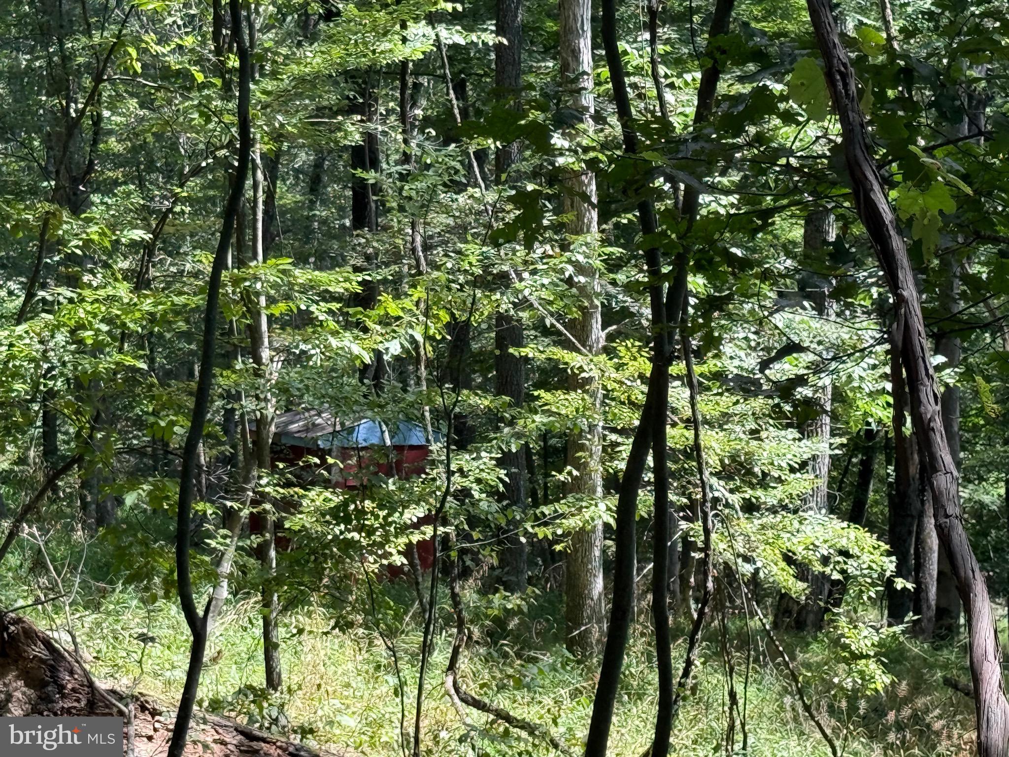 Cacapon Road Great Cacapon, WV 25422 - Photo 40 of 66 a view of a forest