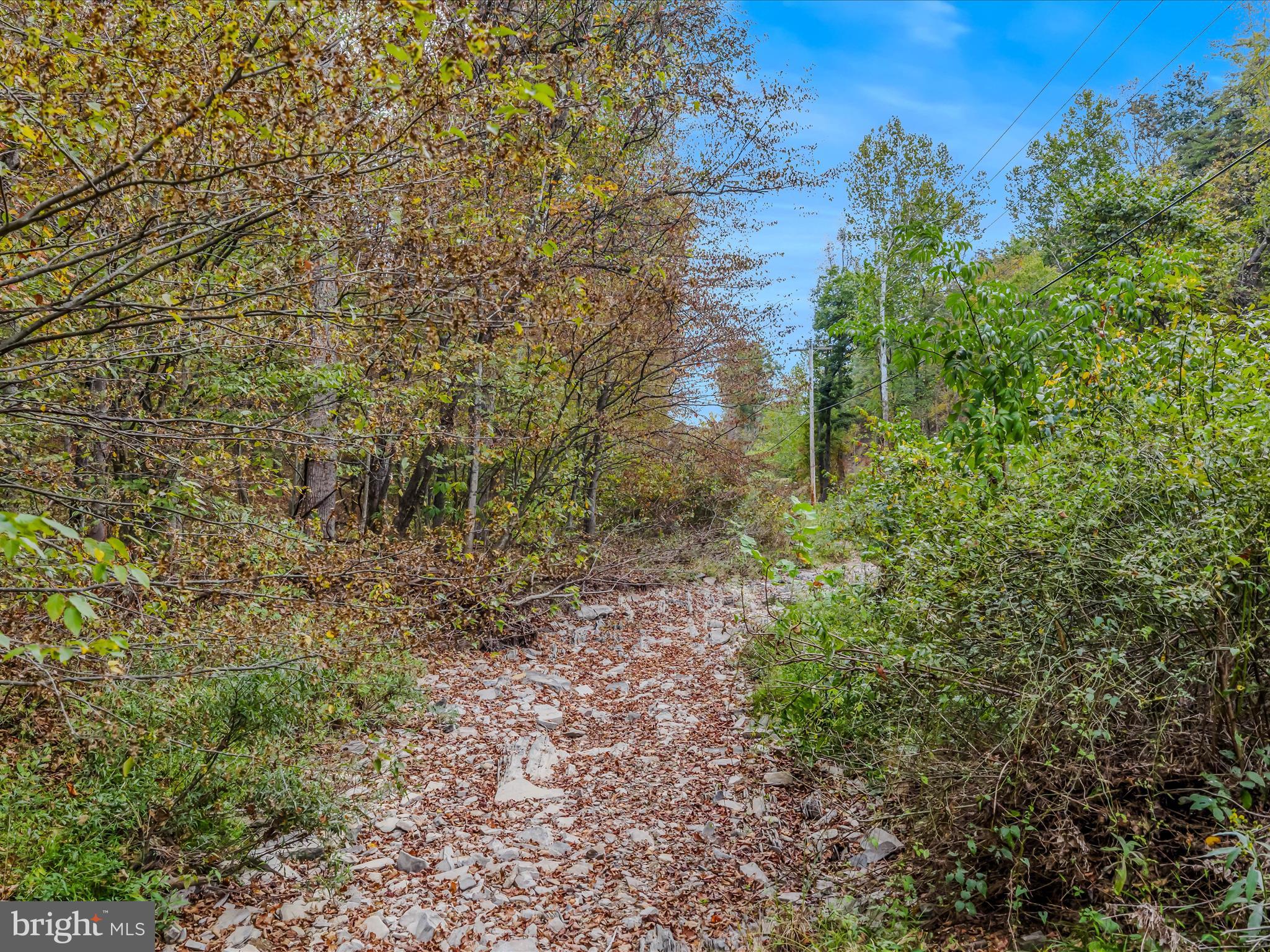 Cacapon Road Great Cacapon, WV 25422 - Photo 4 of 66 a close up of a plant in a garden