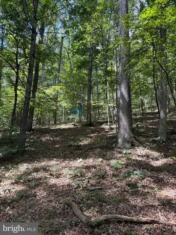 a view of a lush green forest with lush green forest