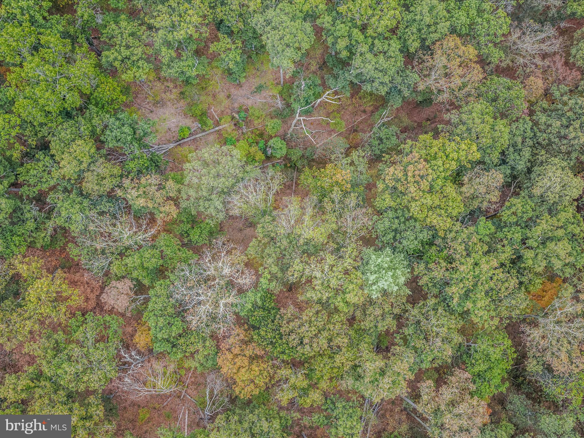 Cacapon Road Great Cacapon, WV 25422 - Photo 51 of 66 a view of a forest with a tree