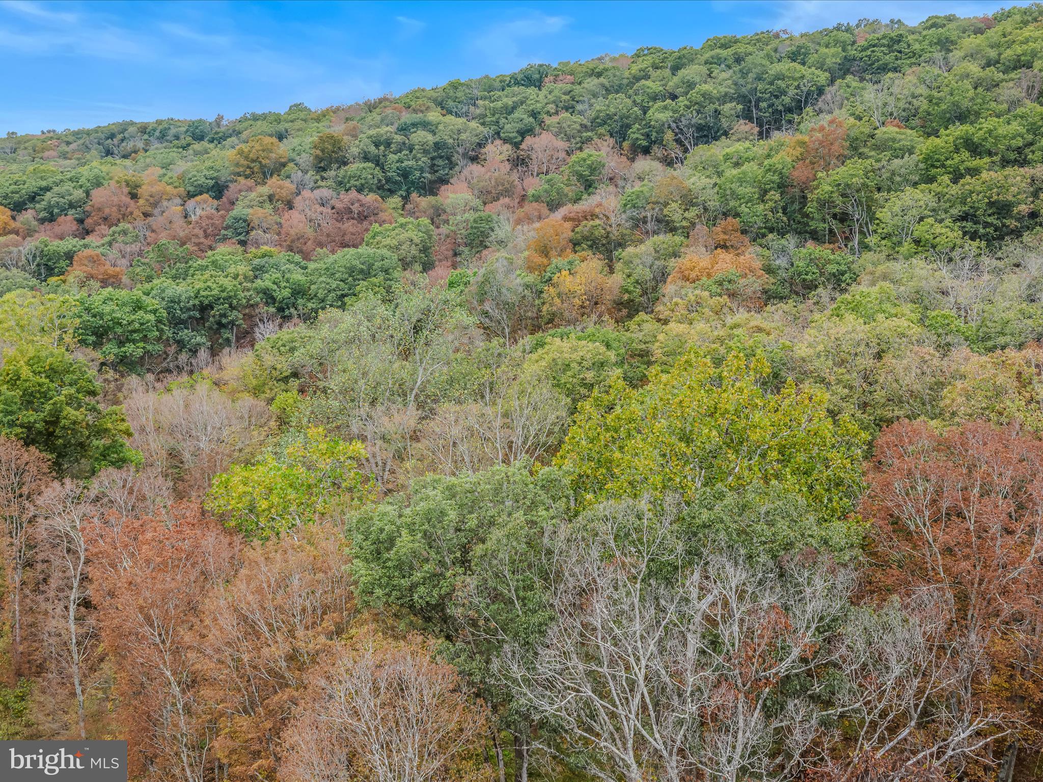 Cacapon Road Great Cacapon, WV 25422 - Photo 61 of 66 a view of a forest with a lush green forest