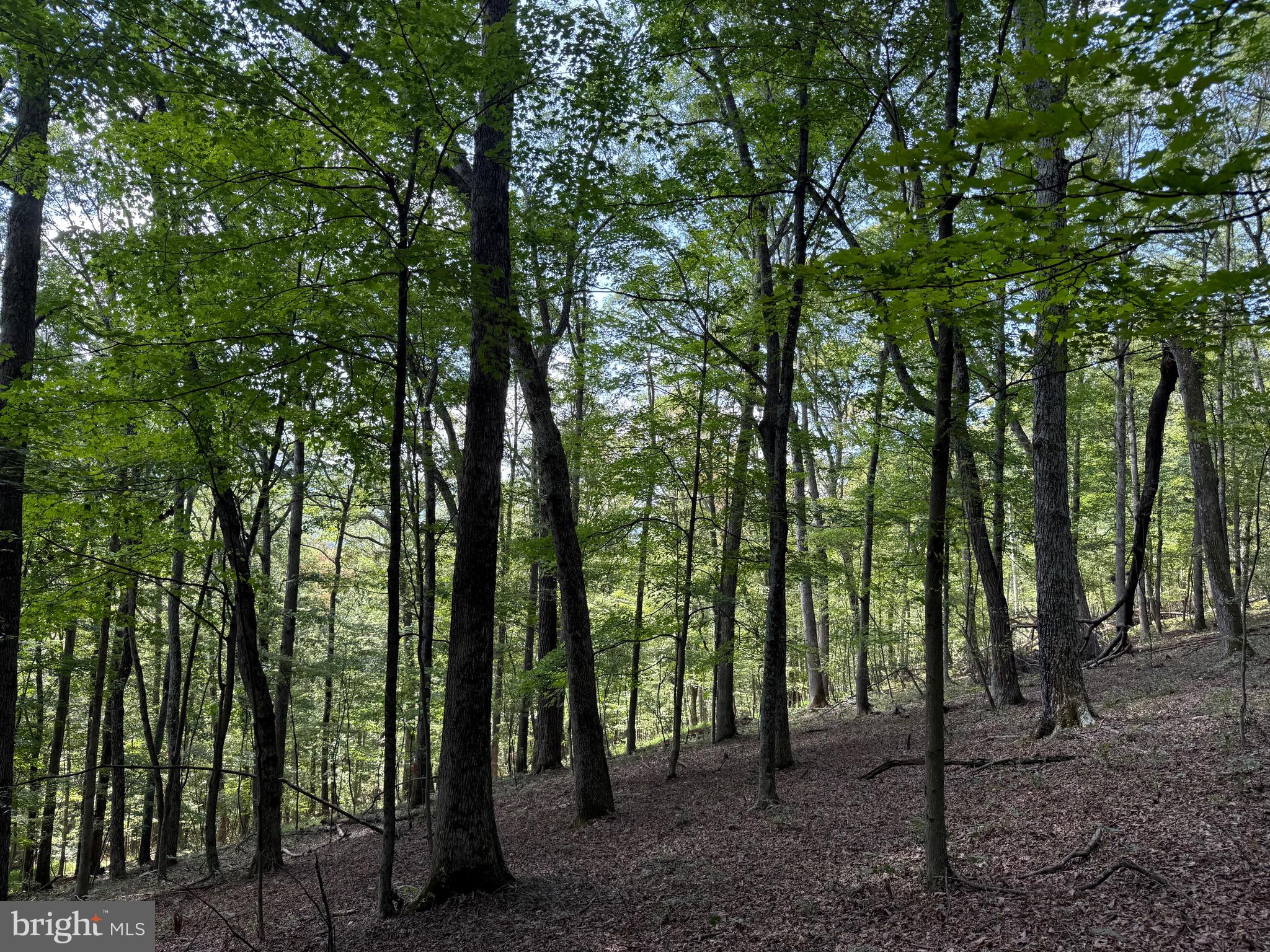 Cacapon Road Great Cacapon, WV 25422 - Photo 8 of 66 a view of outdoor space and green space