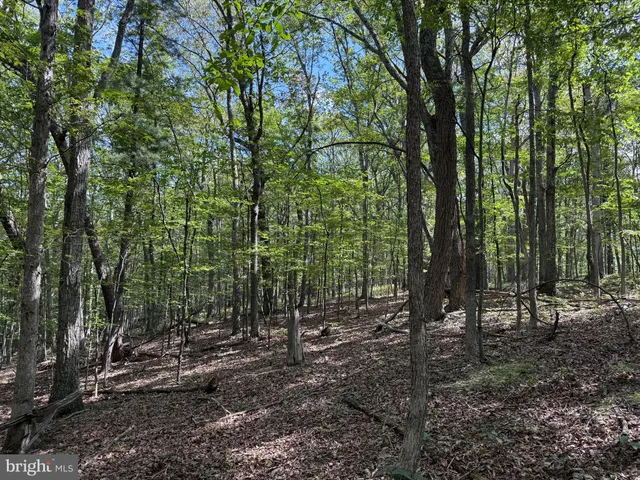 a view of a forest filled with trees