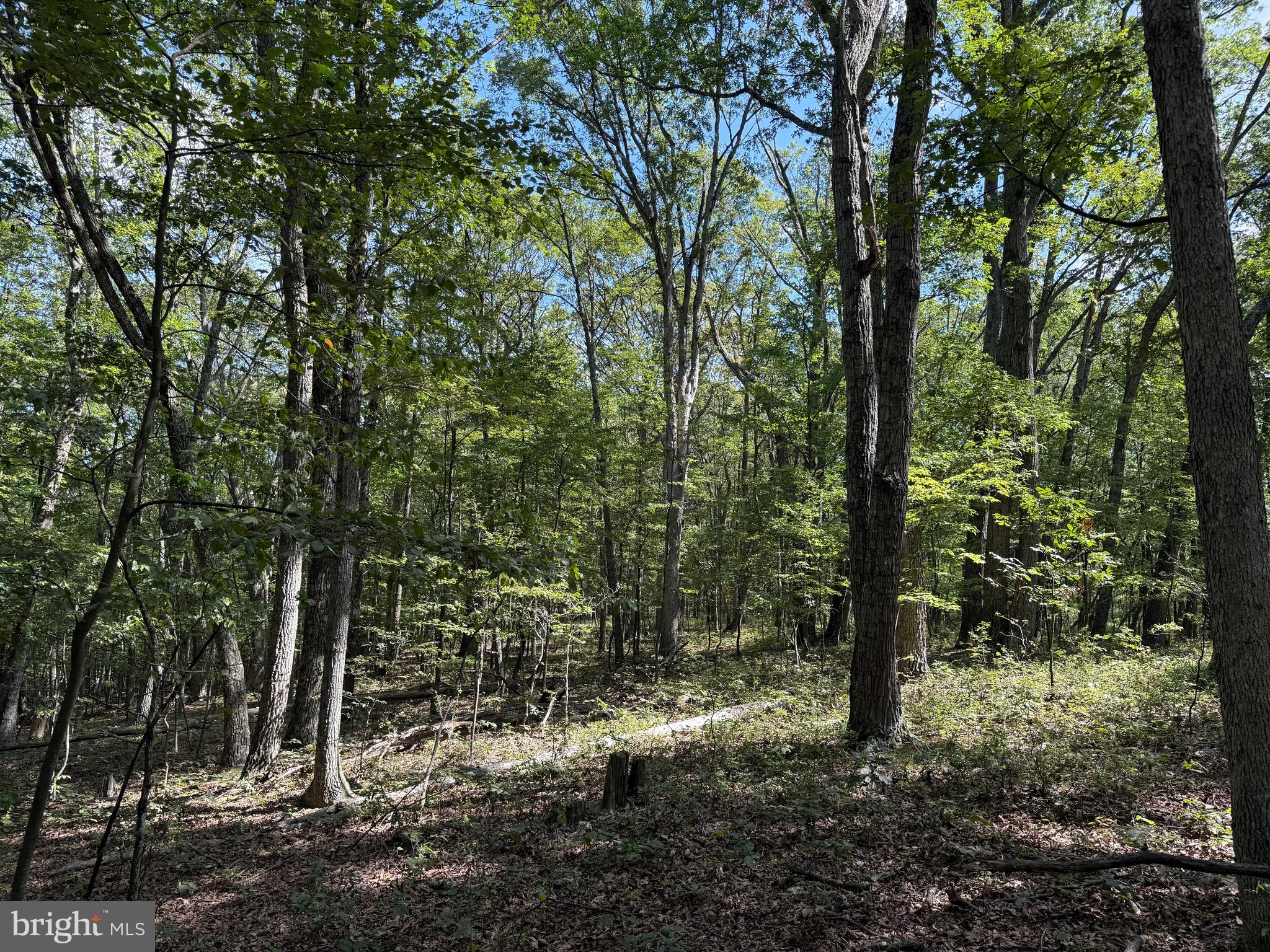 Cacapon Road Great Cacapon, WV 25422 - Photo 10 of 66 a view of a forest filled with trees
