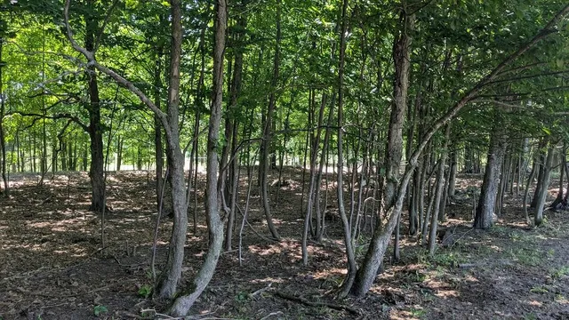 $649,900 | 7909 11 Mile Road, Bear Lake, MI 49614