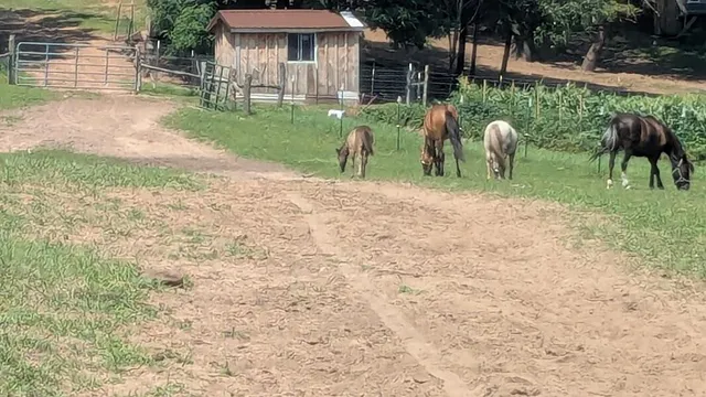 $649,900 | 7909 11 Mile Road, Bear Lake, MI 49614