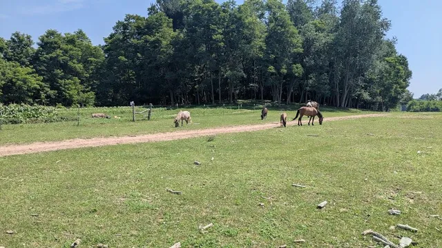 $649,900 | 7909 11 Mile Road, Bear Lake, MI 49614