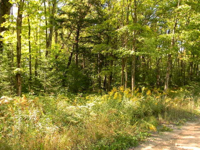 0 Co Road Newberry, MI 49868 - Photo 5 of 5 Gallery Image 5