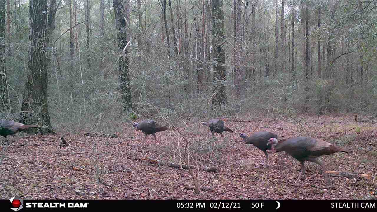 163.38-ac Cravey Bridge Road Florala, AL 36442 - Photo 48 of 49 Gallery Image 48