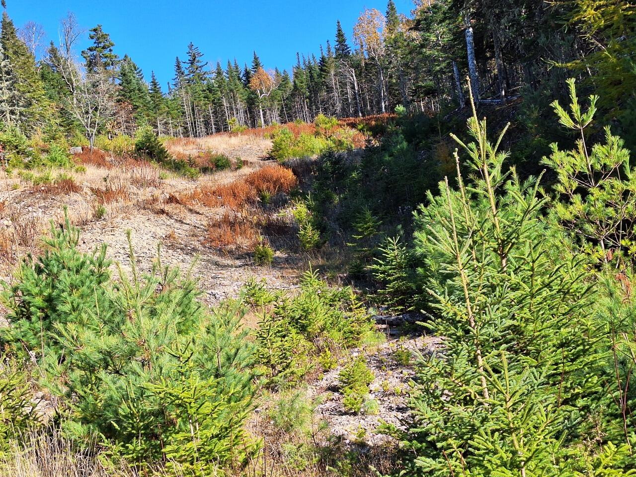 Lot #9 Wheeler Road, Unit 9 Rangeley, ME 04970 - Photo 7 of 10 Lower building sitesite