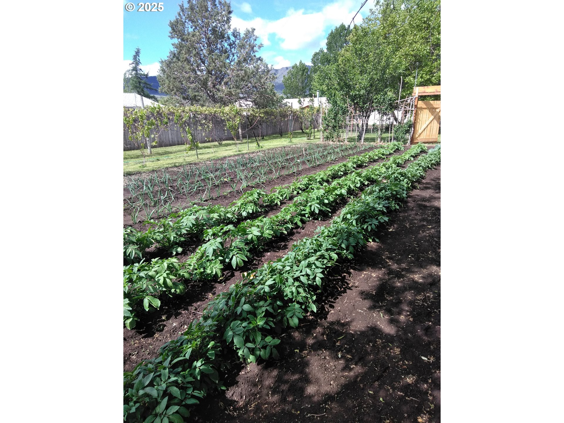 527 South Dewey Street Union, OR 97883 - Photo 17 of 21 a view of a yard with plants and a tree