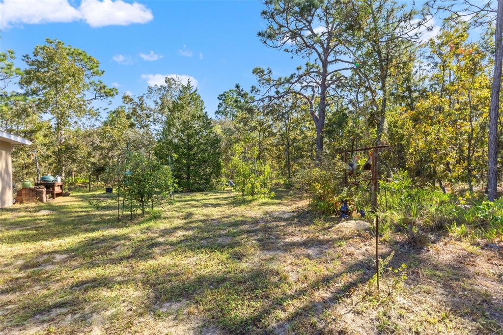 5 Boxleaf Court Homosassa, FL 34446 - Photo 44 of 58 a view of a yard with a tree