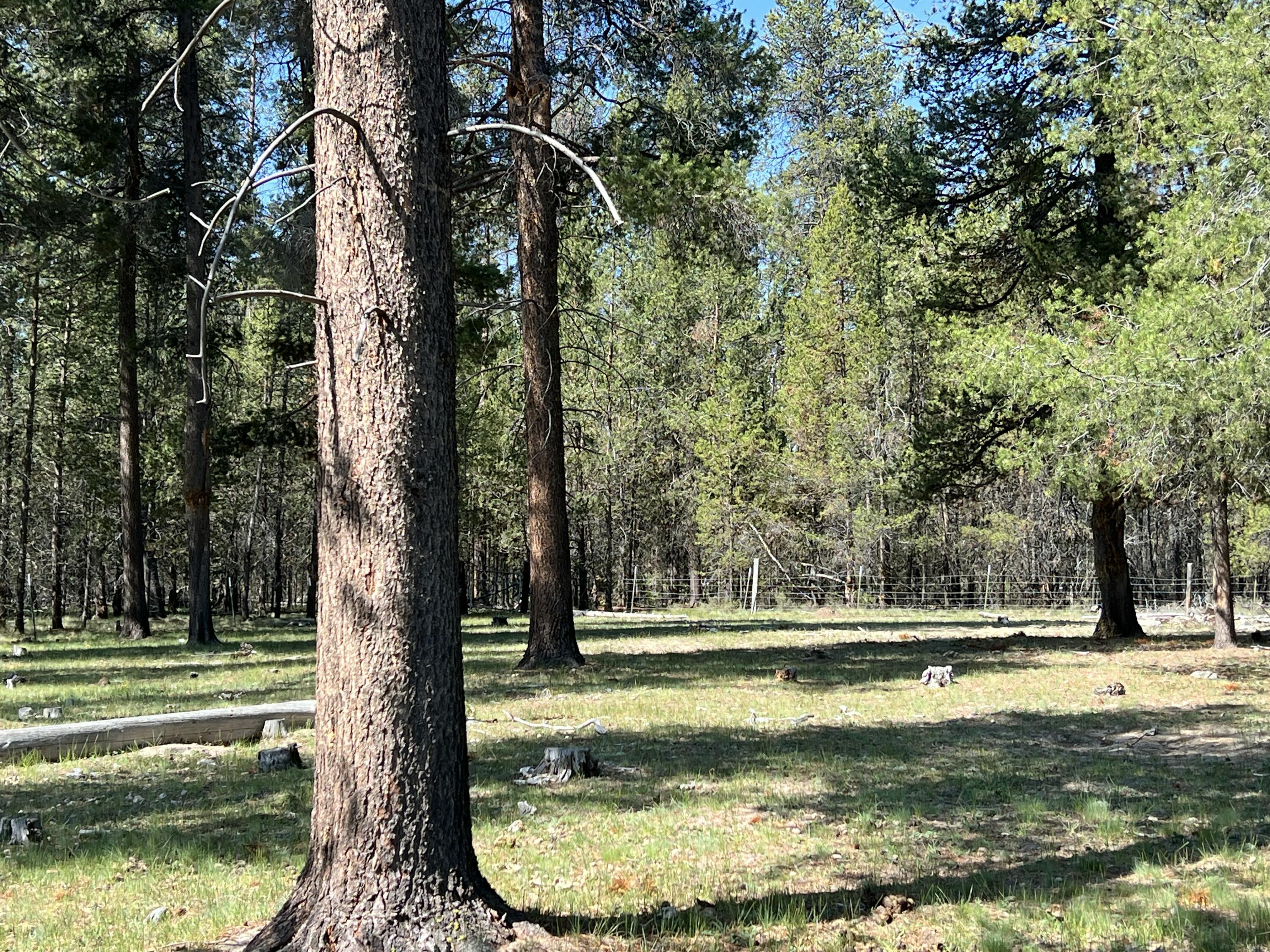 151772 Beal Road La Pine, OR 97739 - Photo 30 of 35 Pasture wooded 2